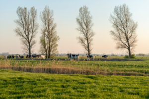 Deutschland, Niedersachsen, Ostfriesland, Landschaft mit Kühen bei Emden. Deutschland, Niedersachsen, Ostfriesland, Landschaft mit Kühen bei Emden.